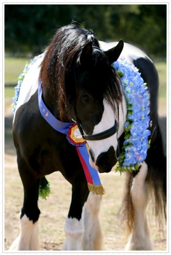 Kuchi wins over all.
Supreme Champion! Kuchi wins over all.
Supreme Champion!